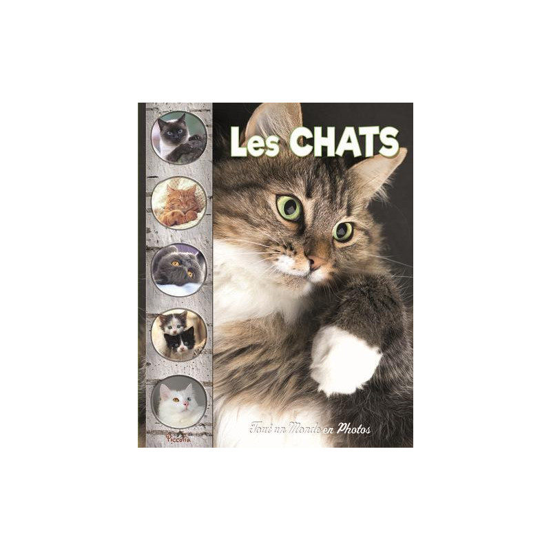 Tout Un Monde En Photos Les Chats