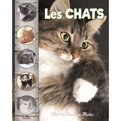 TOUT UN MONDE EN PHOTOS : LES CHATS